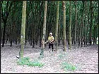 Những chuyện không bình thường ở Tập đoàn Cao su - Phần 2 