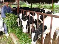 Ngành nông nghiệp và Hội nông dân Tp thực hiện một số biện pháp kỹ thuật hỗ trợ ngừơi nuôi bò sữa. 