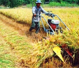 Nông dân ĐBSCL, lúa thóc đầy nhà nhưng vẫn rầu lo 