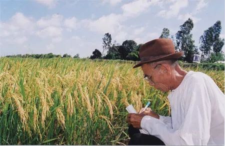 Sản xuất lúa năm 2009 - Tiếp tục quản lý chặt đối tượng rầy nâu 