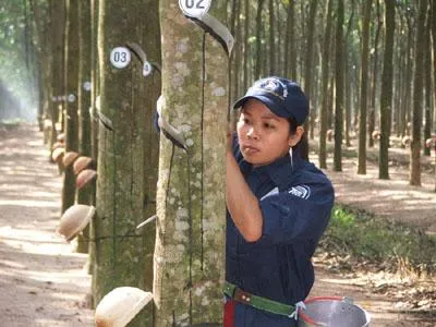 Doanh nghiệp cao su không nên bán tháo trong thời gian này 