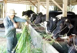 Để phát triển nông nghiệp, nông dân, nông thôn