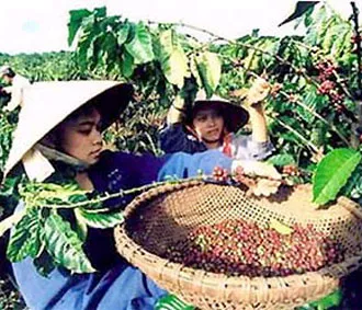 Mừng và lo cho xuất khẩu cà phê