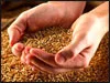 Dự báo xuất khẩu gạo, cà phê, cao su 2 tháng cuối năm