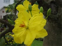 Tùy Bút : Mang niềm tin vào xuân