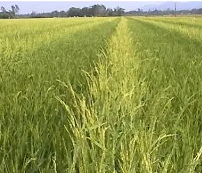 Đã khắc phục 18.000 ha lúa Đông Xuân ở ĐBSCL bị thiệt hại do mưa trái mùa 