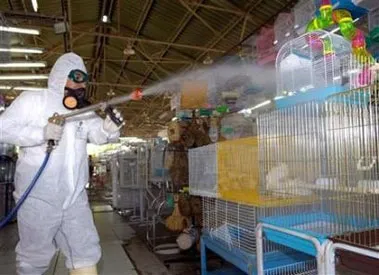 Dịch bệnh nguy hiểm ở động vật nuôi còn trong tầm kiểm soát