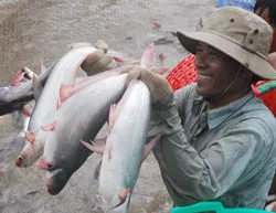 Vấn đề hôm nay: Con cá tra và bài học liên kết