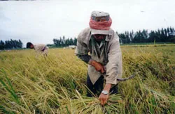 Bình luận: Phát triển nông nghiệp và kinh tế nông thôn để vượt qua suy giảm kinh tế