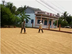 Vấn đề hôm nay: Mừng và lo khi lúa đông xuân trúng mùa, được giá