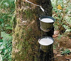 Cao su VN trước thực trạng và triển vọng cung cầu cao su thế giới 