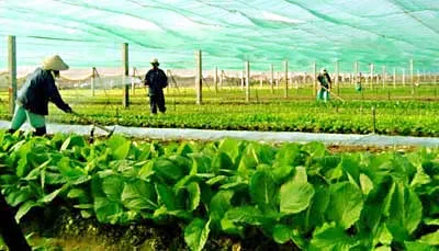Dự án sản xuất và tiêu thụ rau an toàn 9 tỉnh thành coi chừng phá sản