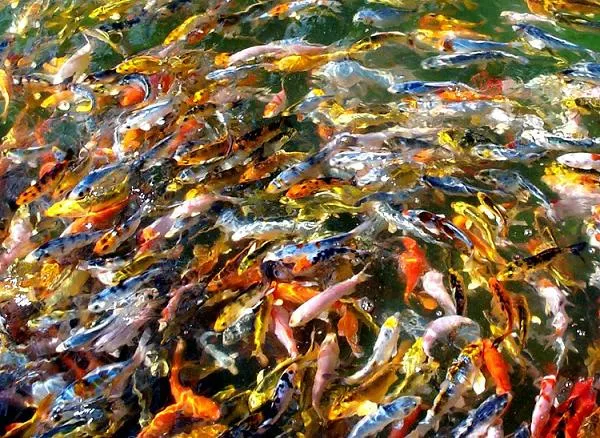 Cục Thú y công nhận 3 cơ sở cá chép cảnh an toàn dịch bệnh xuất khẩu đi Mỹ