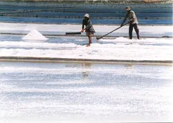 Cần Giờ nỗ lực đưa hạt muối hướng thành một thương hiệu
