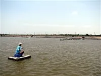 Trong quý 1/2009, nông dân Cần Giờ, Nhà Bè thả nuôi trên 150 triệu tôm sú và thẻ chân trắng   