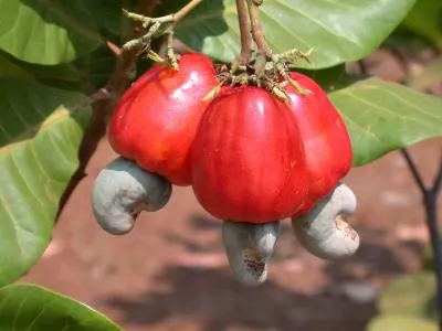 Ngành điều chưa hết khó khăn