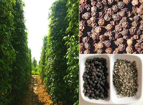 Đi tìm lời giải cho bài toán giá tiêu 