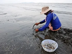 Cần xử lý nghiêm nạn khai thác trái phép nguồn nghêu giống ở Cần Giờ