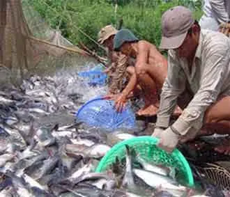 Hội thảo Dự án dây chuyền cung cấp cá tra, cá basa bền vững   