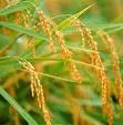 Họp báo về tình hình sản xuất và xuất khẩu lúa gạo VN
