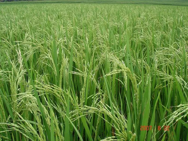 Sản lượng lúa toàn vùng đạt gần 9 triệu tấn, giảm gần 3% so cùng kỳ năm 2008         