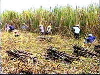 Vấn đề hôm nay: Giá mía nguyên liệu cần sự ổn định