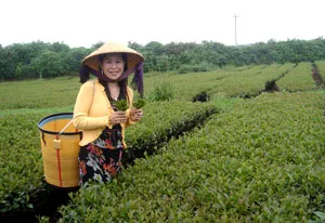 Trà Ô long Haiyih đồng hành cùng người tiêu dùng 