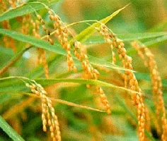 Vựa lúa Đồng bằng sông Cửu Long trước thách thức của biến đổi khí hậu 