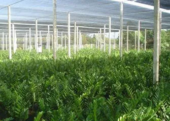Nông nghiệp TP một năm nhìn lại