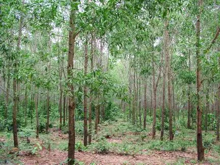 Năm 2009: Trồng rừng không đạt kế hoạch