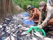 ĐBSCL: Nên tăng diện tích nuôi thủy sản hay không?