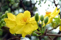 Mùa xuân ơn Đảng
