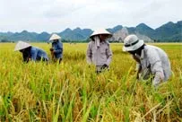 Cần nhanh chóng vào cuộc