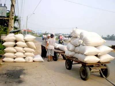 Giải pháp nào cho nông dân trồng lúa - Bài 1: Thực trạng chia nhau lợi nhuận từ hạt gạo xuất khẩu