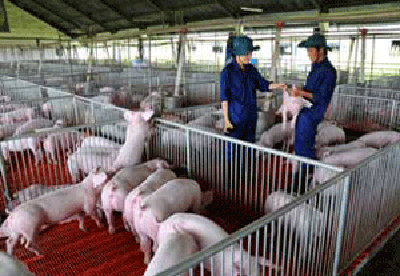Khánh thành dự án sản xuất điện từ khí Biogaz tại Xí nghiệp chăn nuôi heo Phước Long