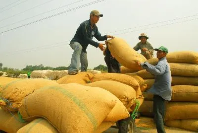 Giải pháp nào cho nông dân trồng lúa - Bài 2: Giải pháp lâu dài tiêu thụ lúa gạo hàng hóa cho nông dân