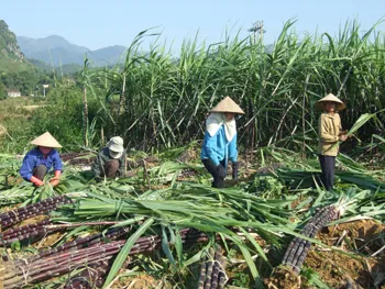 Vấn đề hôm nay - Cây mía: Nguy cơ tái diễn điệp khúc trồng rồi chặt