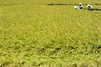Biến đổi khí hậu: Áp lực cho công tác nghiên cứu giống Nông nghiệp - Bài 2: Hy vọng nhen nhóm