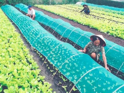 Tiêu thụ nông sản - Đời sống nông dân: Bao giờ ổn định br Bài 1: Lênh đênh nghề nông