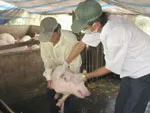 Thú y và công tác phòng chống bệnh heo tai xanh ở TPHCM