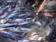 Giá thu mua cá tra tăng 200 đồng/kg nhưng người nuôi vẫn lỗ