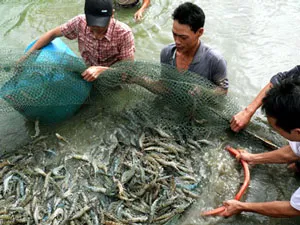 Chấn chỉnh hoạt động nuôi và chế biến xuất khẩu thủy sản