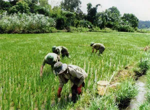 Nghĩa tình ở miền phên dậu