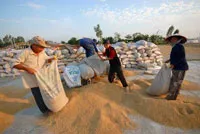 Bình Luận: Cần định giá sàn khi thu mua tạm trữ một triệu tấn gạo