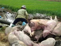 Vấn đề hôm nay: Cảnh giác với dịch heo tai xanh dài dài