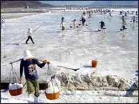 Sản lượng muối tăng gần 2 lần so cùng kỳ 2009 - Giá lúa Hè Thu tăng trở lại
