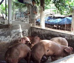 Dịch heo tai xanh lây lan ở 17 địa phương