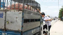 TPHCM: Chủ động xử lý heo mang virus heo tai xanh