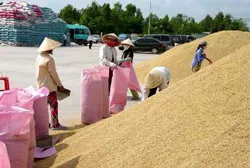 Bất cập trong điều hành và xuất khẩu gạo brBài 2: Lúa tăng giá- nông dân hay doanh nghiệp có lợi?