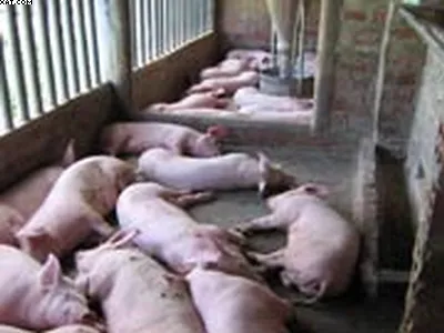 Tp HCM kiên quyết ngăn ngừa dịch bệnh heo tai xanh
